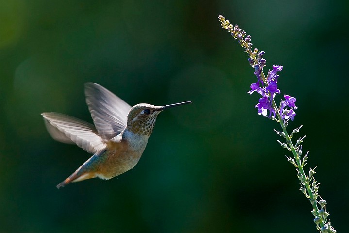 Selasphorus rufus Rufous Hummingbird